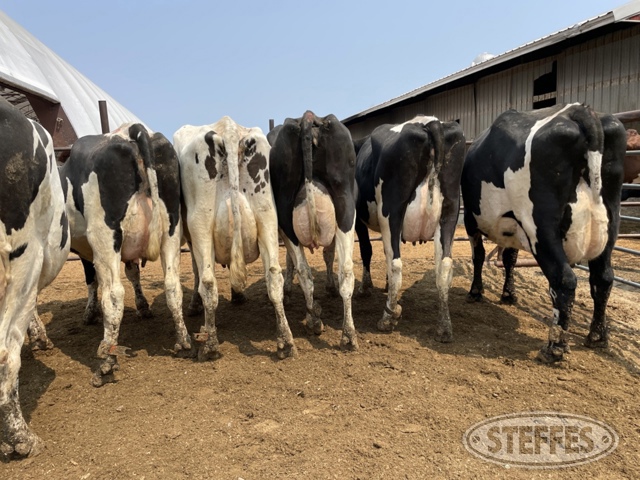 (12 Head) Holstein cows